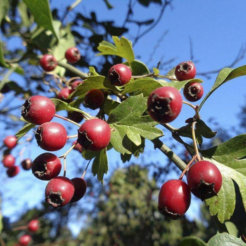 1 Pack 50 Hawthorn Seeds Maybush Haw May tree Organic Fruit