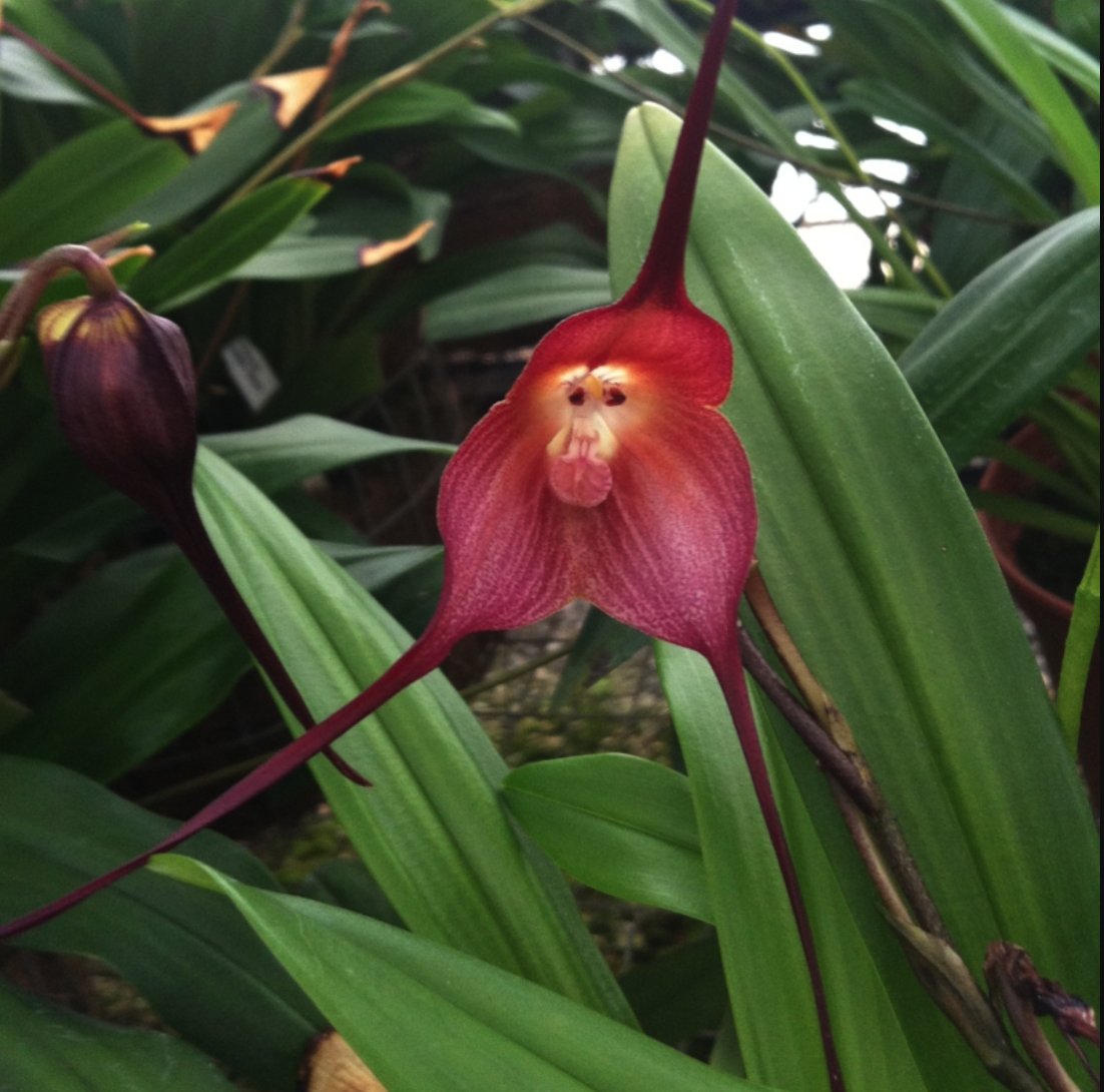 species-dracula-gigas-red-bloom-size-monkey-face-flowers-phytosanitary