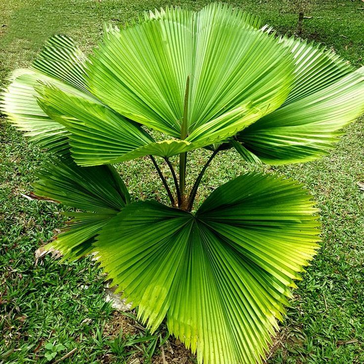 40Pcs Licuala Cordate Rare Seeds Ruffled Fan Palm Perennial Plants ...